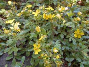 オヘビイチゴが咲いています。