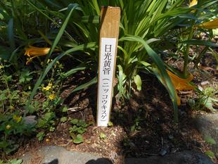 日光キスゲが咲いています。