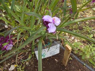 ムラサキツユクサが咲いています。