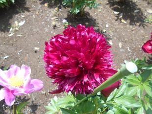 シャクヤクが満開です。