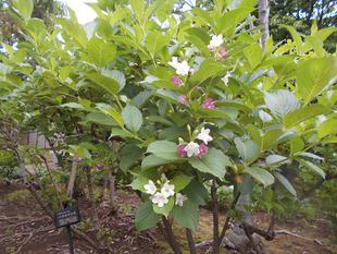 ハコネウツギが咲いています。