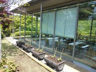 ゴーヤの日よけの準備を始めました