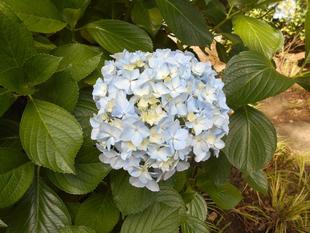 アジサイが見ごろになっています。