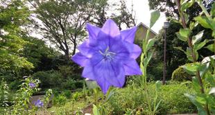 八重の桔梗とモナルダが咲いています。