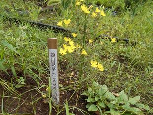 ヒメツキミソウが咲いています。