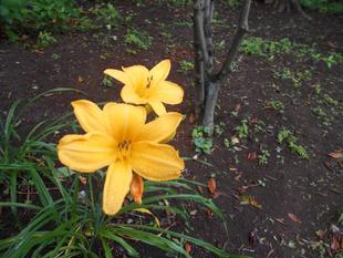 ノカンゾウが咲いています。