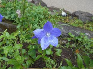 キキョウの花が咲いています。