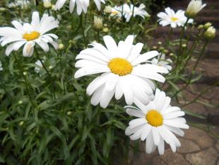 ヒナギクが咲いています。