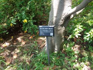 タイサンボク（泰山木）の花が咲きました。