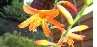 ヒメヒオウギスイセンが咲いています。