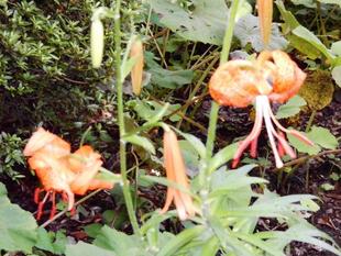 小鬼百合が咲いています。