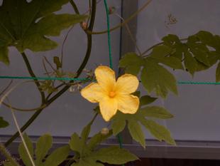 ゴーヤの日よけがもう少しで完成に近づいています。