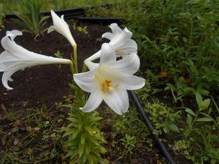 テッポウユリが咲き始めました。