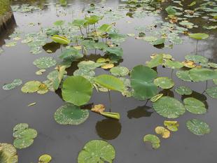ハスの葉が出てきました。