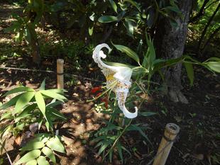 ヤマユリが咲きました