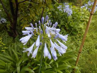 アガパンサスが咲いています。