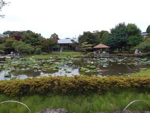 ハス早朝観賞会が開催されました。