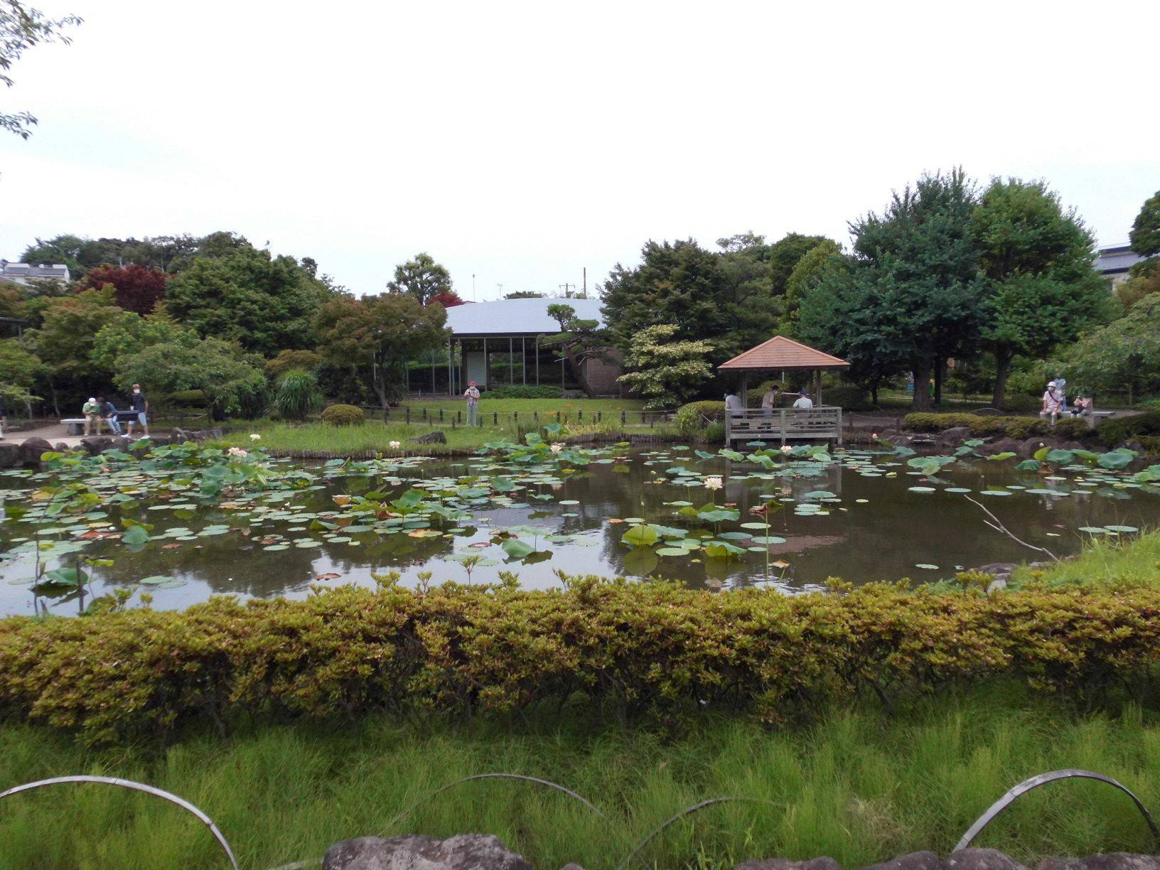 ハス早朝観賞会が開催されました。の写真