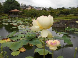 ハスの花が咲き始めました。