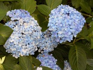 古民家アジサイが鮮やかです。