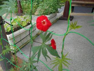 ルコウソウ(縷紅草)が咲きました。