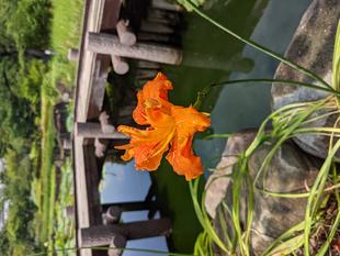 ヤブカンゾウが咲いています。