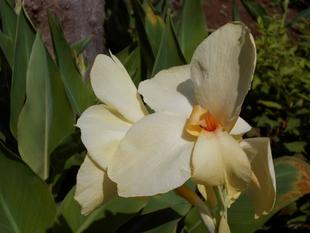 カンナが咲いています。