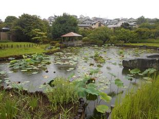 ハスの蕾が出始めました。