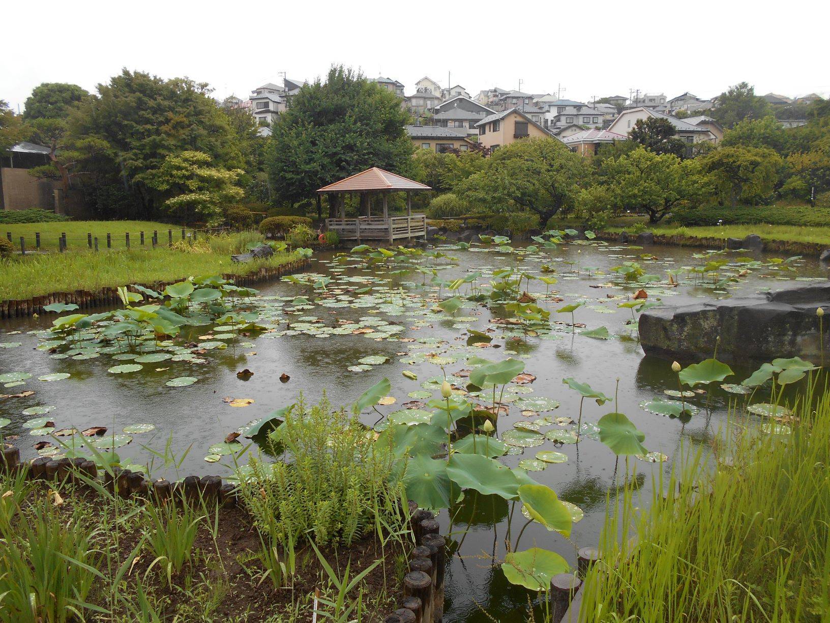 ハスの蕾が出始めました。の写真