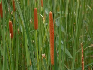 ガマが茂り始めました。