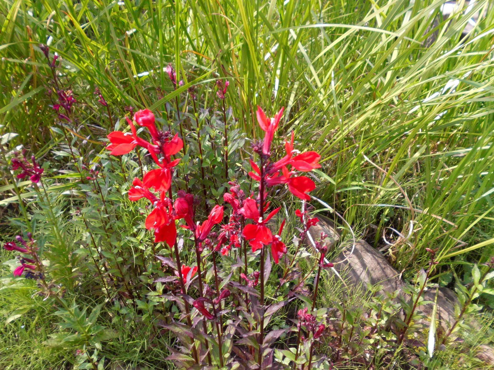 サワギキョウの花が咲いています。の写真