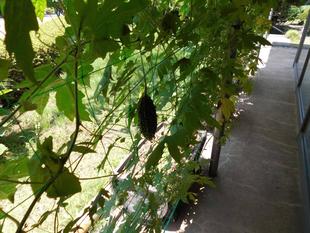 休憩棟の日よけ棚がゴーヤでいっぱいです。