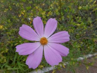 なぜかコスモスの花が咲いています。