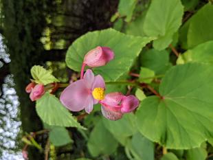 シュウカイドウが咲いています。