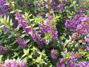 ミソハギが咲いています。