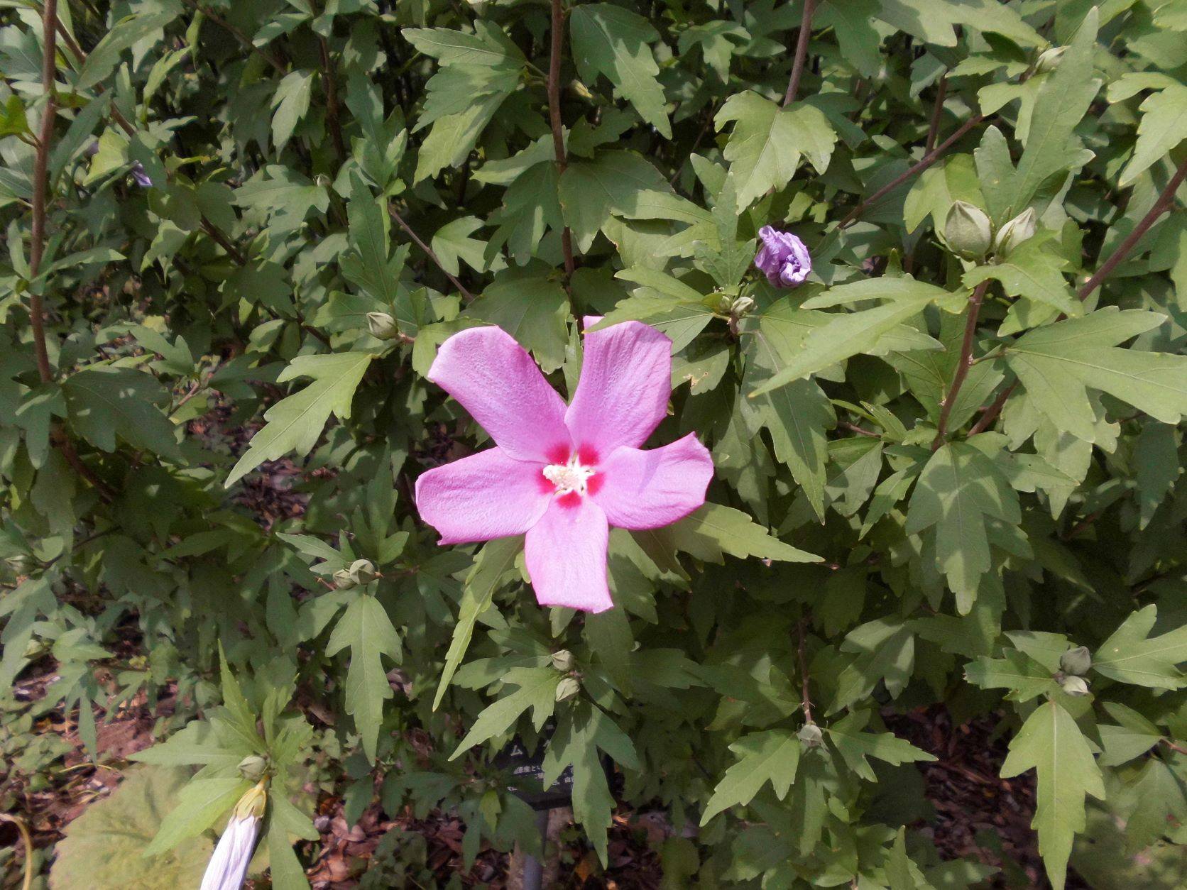 ムクゲの花が咲いています ブログ 馬場花木園公式サイト 公益財団法人 横浜市緑の協会