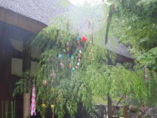 七夕飾りを始めました。