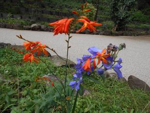 ヒオウギスイセンとキキョウのコントラストが鮮やかです。