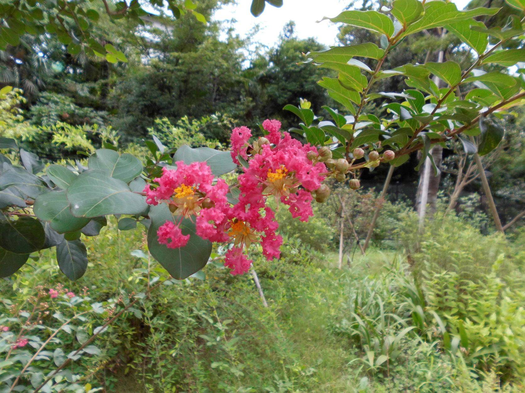 サルスベリの花が咲いています。の写真