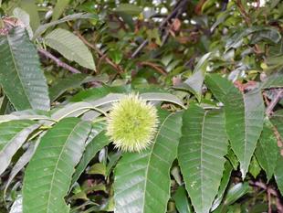 クリの実がなり始めました。