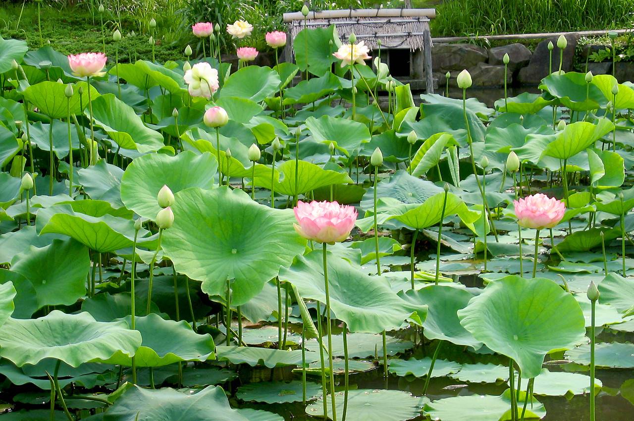 馬場花木園公式サイト 公益財団法人 横浜市緑の協会