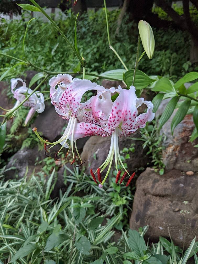 カノコユリが咲いていますの写真