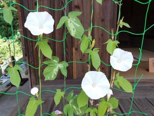 古民家の朝顔が咲いています。