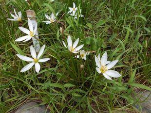 タマスダレが咲いています。