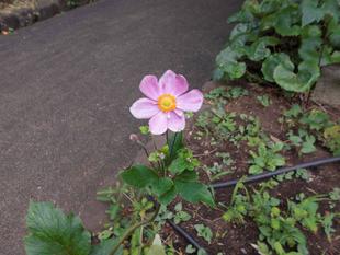 シュウメイギクが咲き始めました。