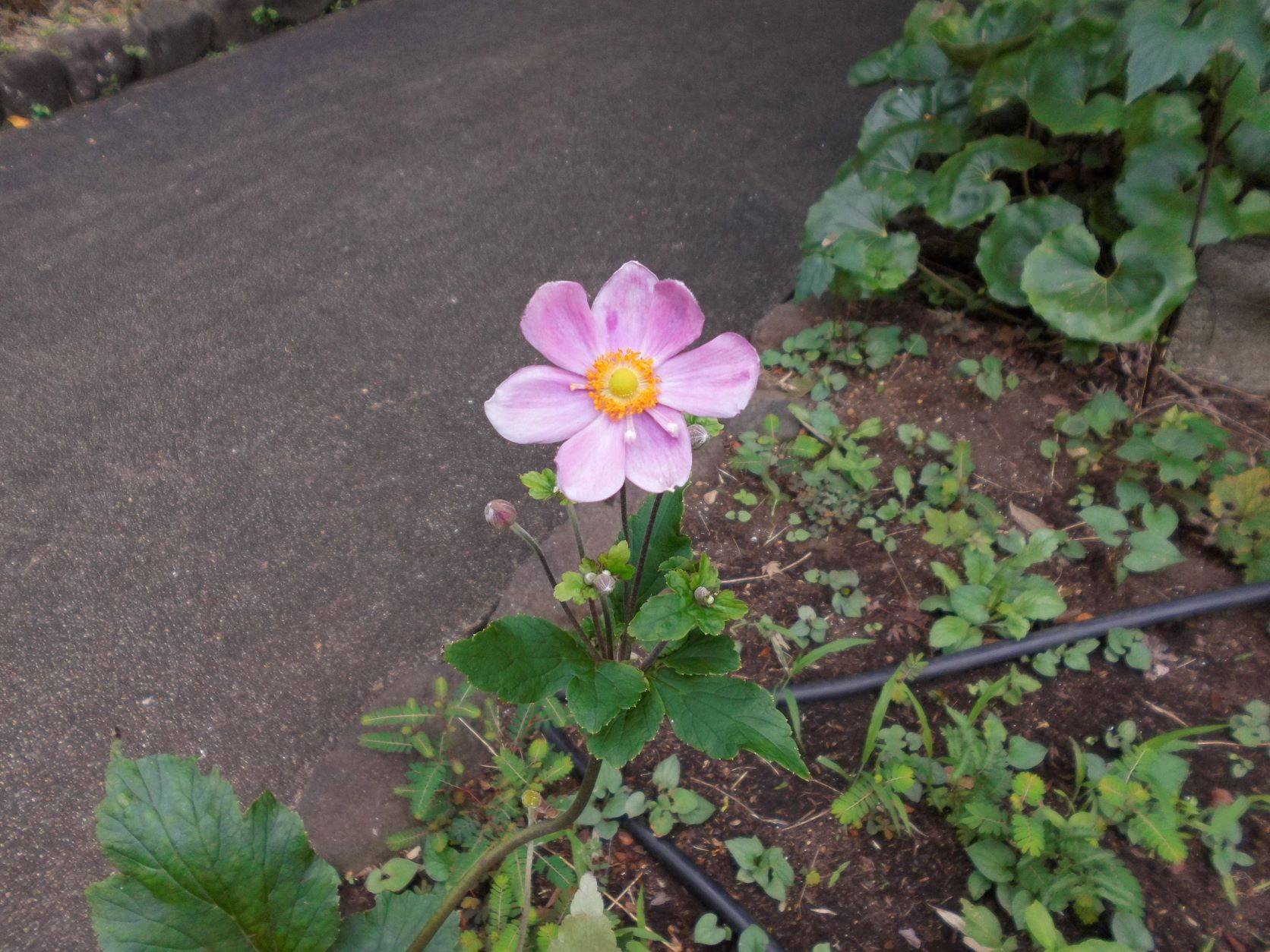 シュウメイギクが咲き始めました。の写真