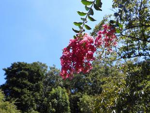 サルスベリの花が満開です。