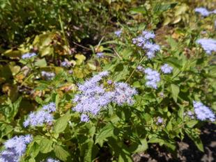 カッコウアザミが咲いています。