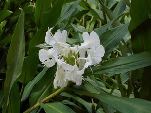 ショウガが咲いています。