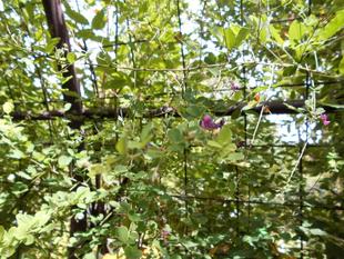 ハギのトンネルが涼しげです。